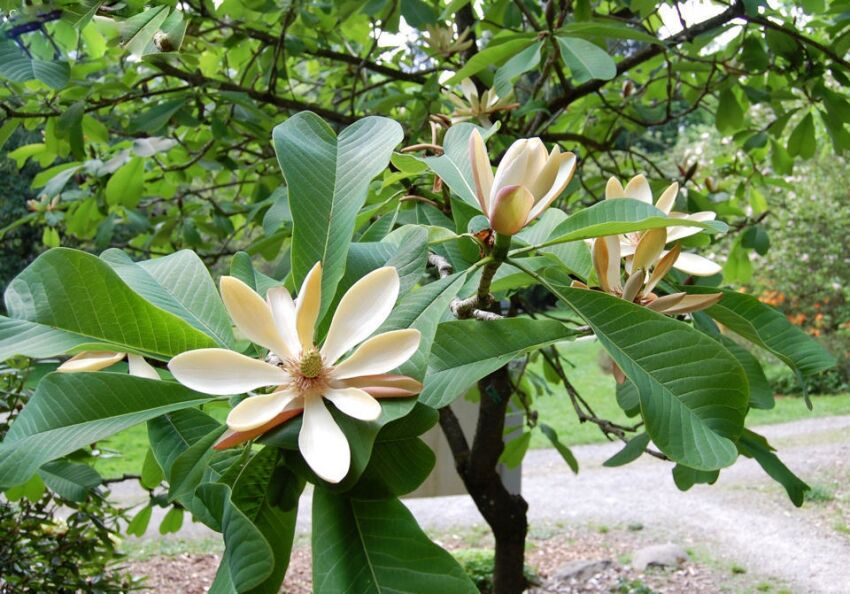 Magnolia officinalis M.lekarska C2/40-60cm *T39