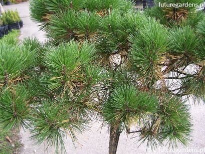 Sosna czarna 6-letnia Pinus nigra C7,5/Pa50(1-1,2)m *K4