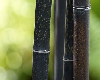 Bambus czarny Fargesia nitida BLACK PEARL C7,5/80-100cm *K25