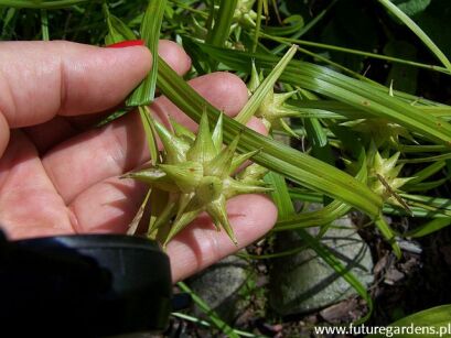 Turzyca Graya Carex grayi ~ 10 szt. nasion