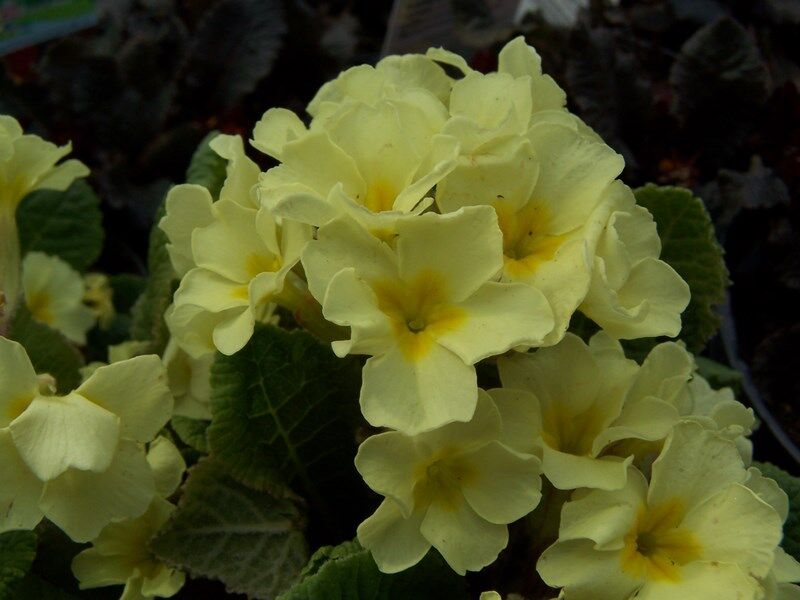 Pierwiosnek MONEYGALL Primula vulgaris