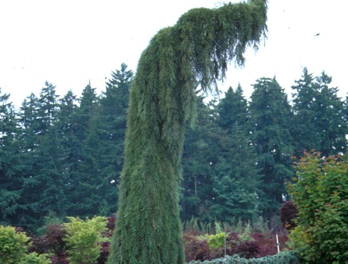 Mamutowiec olbrzymi PENDULUM Sekwoja olbrzymia Mamutowe drzewo Sequoiadendron giganteum C6/60-80cm