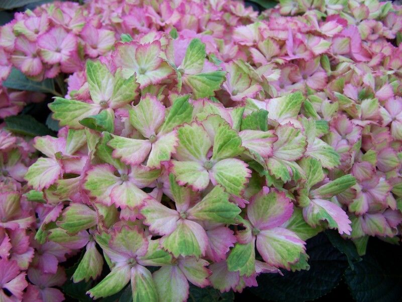 Hortensja ogrodowa FANTASIA z serii Forever Ever Hydrangea macrophylla