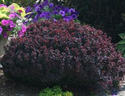 Berberys CONCORDE Berberis thunbergii C3/20-30cm *21