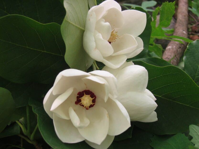Magnolia sieboldii PLENA C10/1,5-1,8m