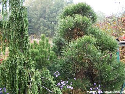 Sosna czarna Pinus nigra C3/40-60cm *K4