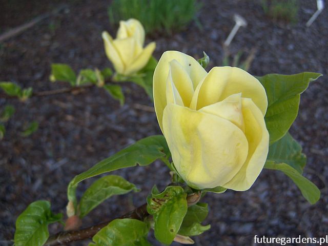 Magnolia DAPHNE C7,5/1-1,2m *K9