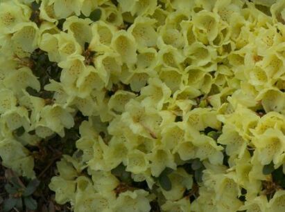  Różanecznik karłowy WREN Rhododendron /P13 *TL