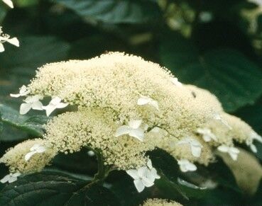 Hortensja krzewiasta WHITE DOME 'Dardom' Hydrangea arborescens /C5