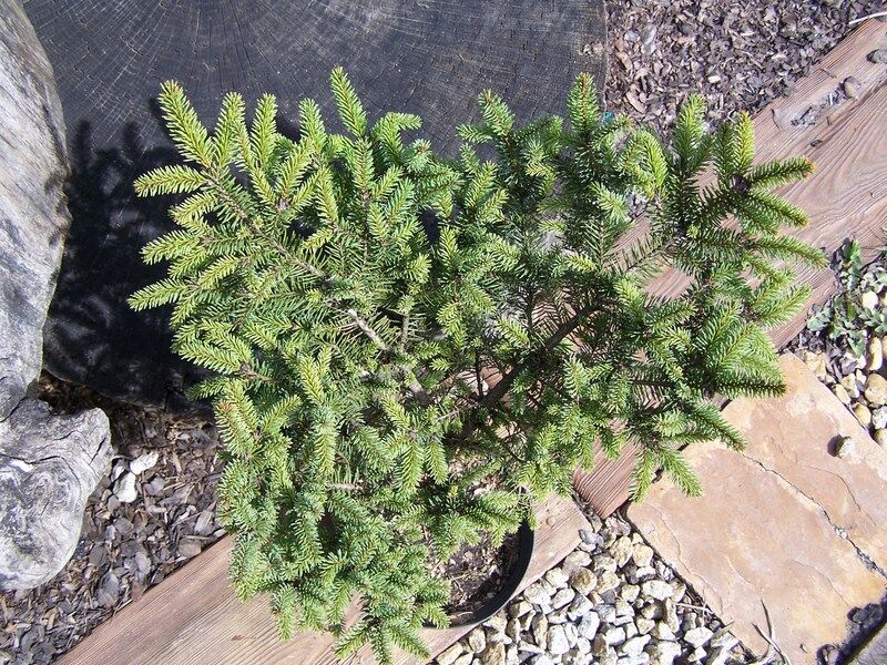 Świerk pospolity OŚNO WB 10-letni Picea abies C5/50cm