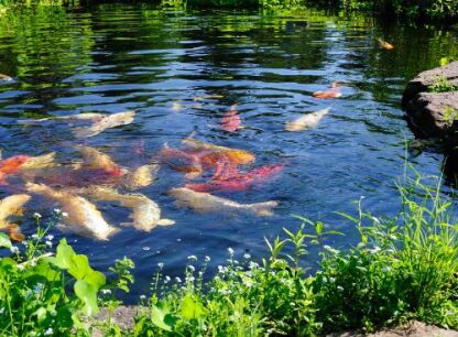 Pond