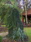 naturalistyczny