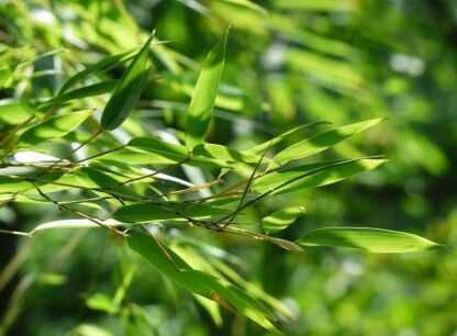 Grass and fern 