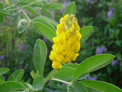 Argyrocytisus battandieri C3/80cm *T65-66