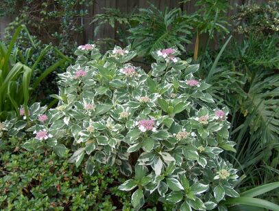 Hortensja ogrodowa LIGHT O DAY Hydrangea macrophylla C3,5/20cm *K18