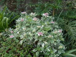 Hortensja ogrodowa LIGHT O DAY Hydrangea macrophylla C3,5/30cm *K14