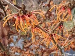 Oczar płaczący LOMBART'S WEEPING Hamamelis vernalis C5/80-100cm *T68