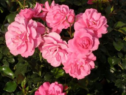 Rosa R 'Mirato'® TANOTAX  Róża okrywowa /C1,5