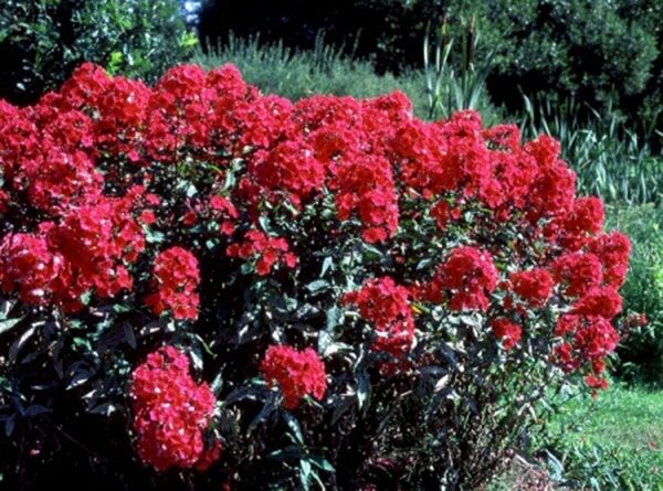 Płomyk wiechowaty STAR FIRE  Phlox paniculata Floks /C2