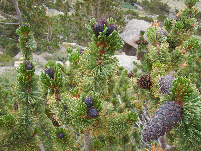 Sosna oścista Pinus aristata C2/20-30cm *T8 *T64 *T65
