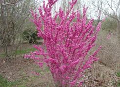 Judaszowiec karłowy LITTLE WOODY Cercis canadensis C4/60cm *K8