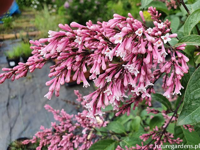 Syringa swegiflexa (x) Lilak C5/80-100cm