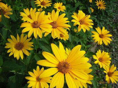 Słoneczniczek szorstki Heliopsis helianthoides /C2 *K16