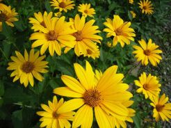 Słoneczniczek szorstki Heliopsis helianthoides /C2 *K16