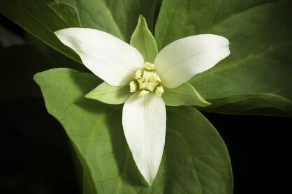 Trillium tschonoskii Trójlist Tschonowskiego /C1 *T1