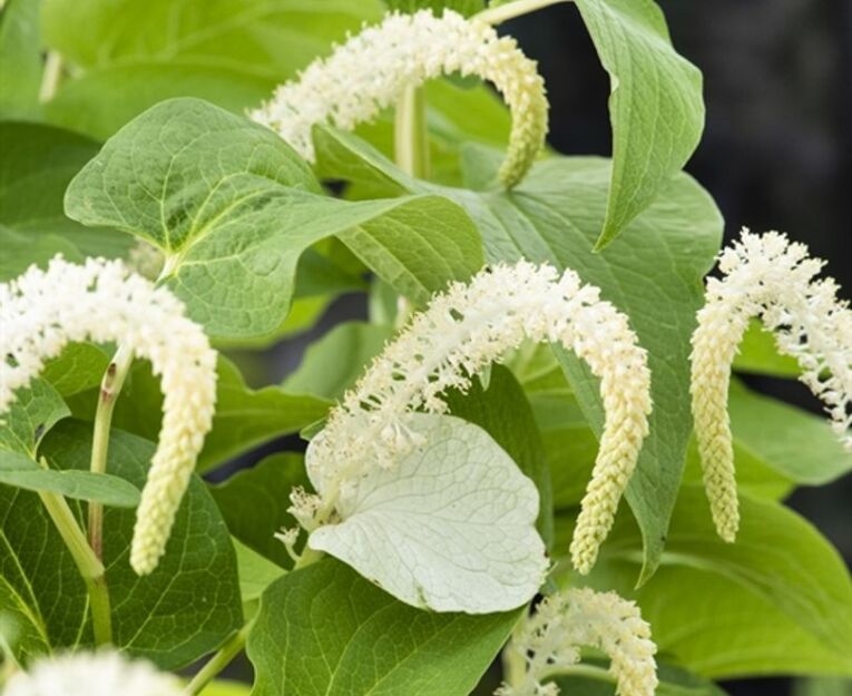 Jaszczurzec pochylony Saururus cernuus /P9 *K25