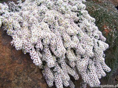 Aster wrzosolistny SNOW FLURRY Aster ericoides f. prostratus /C2 *K2