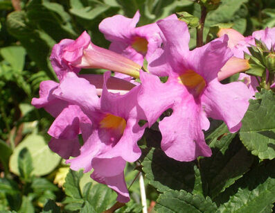Inkarwilla Delavaya Incarvillea delavayi ang. Hardy gloxinia /P11