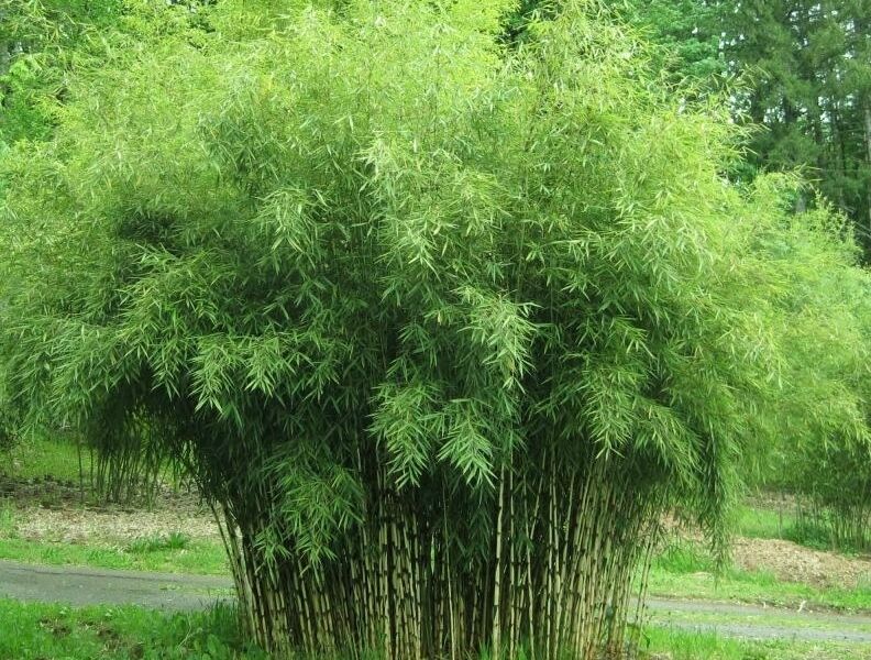 Bambus ogrodowy SUPERJUMBO Fargesia C7,5/80-100cm