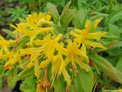 Azalia żółta A.pontyjska Rhododendron luteum C4/40-60cm *T61*K8