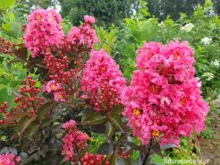 Lagerstroemia CORAL MAGIC na PNIU C7,5/Pa80(100-120)cm *GD