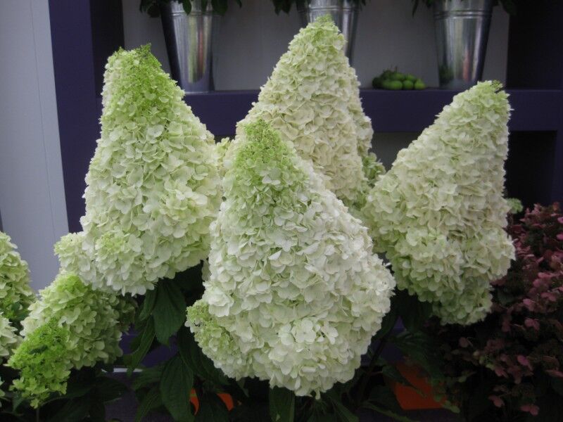 Hortensja bukietowa Magical Moonlight® 'Kolmagimo' Hydrangea paniculata /C10 *18K