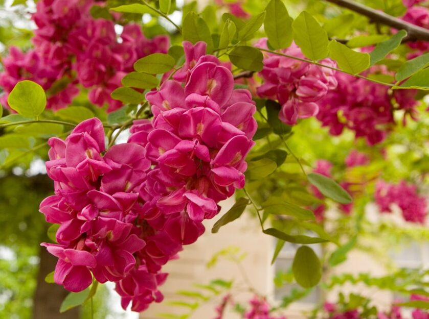 Robinia Małgorzaty CASQUE ROUGE 'Pink Cascade' Robinia ×margaretta C5/1-1,4m *6