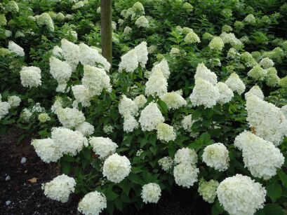 Hortensja bukietowa POLAR BEAR® Hydrangea paniculata /C5 *K19