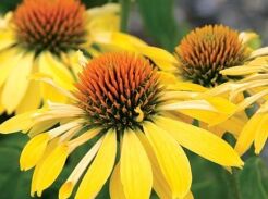 Jeżówka DIXIE SUN Echinacea /C2