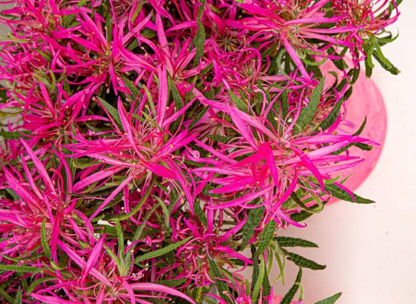 Azalia STARSTYLE® PINK Rhododendron P10,5/10-15cm *K15