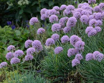 Czosnek ozdobny SUMMER BEAUTY Allium /C2,5