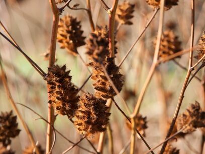 Lukrecja chińska Glycyrrhiza yunnanensis /P9 *K15