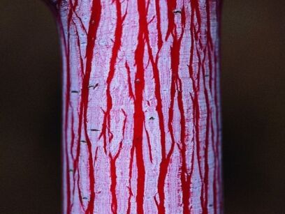 Klon wyrazisty PHOENIX Acer conspicuum C5/80-100cm *T44