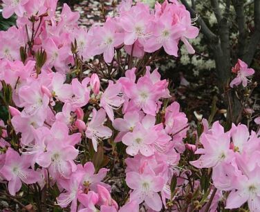 Rhododendron schlippenbachii Różanecznik Schlippenbacha zw. Azalia królewska /C5 *K12