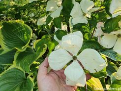 Dereń HYPERION® 'KF111-1' Cornus x rutgersensis C5/1,2-1,6m *TL