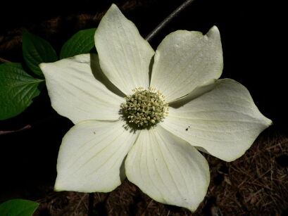 Dereń nuttalla MONARCH Cornus nuttallii C2/50cm *10