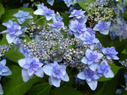 Hortensja piłkowana MIYAMA YAE MURASAKI Hydrangea serrata /C3