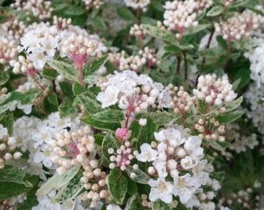 Tawuła van Houtte'a PINK ICE Spiraea ×vanhouttei C3/40-60cm *K14