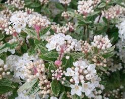 Tawuła van Houtte'a PINK ICE Spiraea ×vanhouttei C3/40-60cm *K14