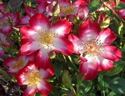 Rosa R 'Star Profusion'®  Róża okrywowa /C1,5